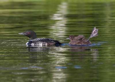 Common Loon