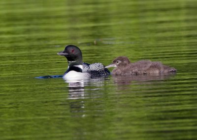 Common Loon