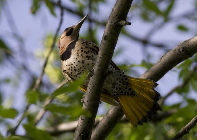 Northern Flicker