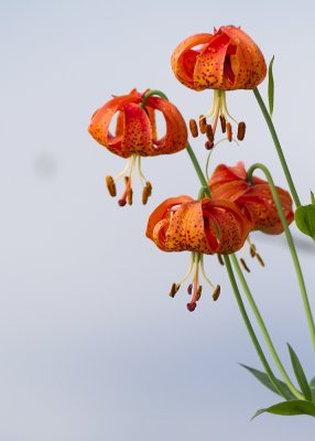 Turk's Cap Lily