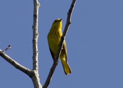 Yellow Warbler