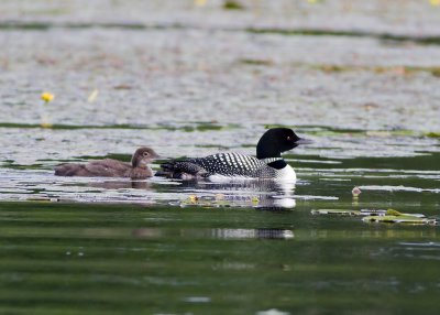 Common Loon
