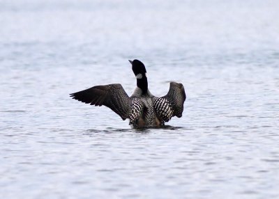 Common Loon
