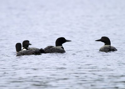 Common Loon