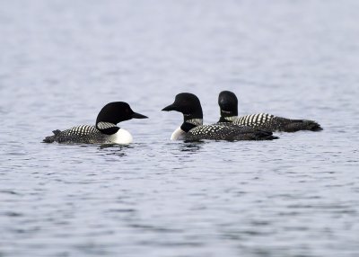 Common Loon