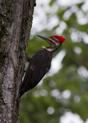 Pileated Woodpecker