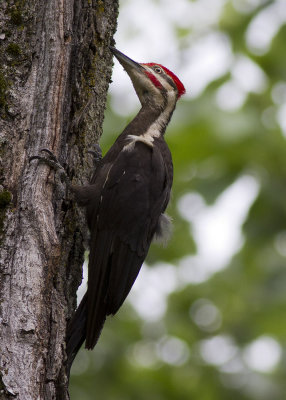 Pileated Woodpecker