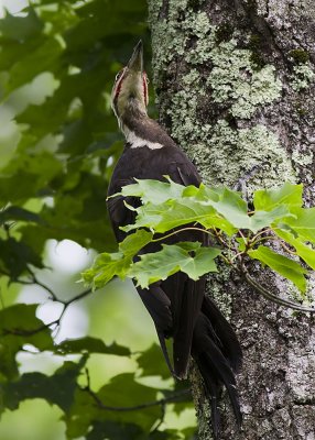 Pileated Woodpecker