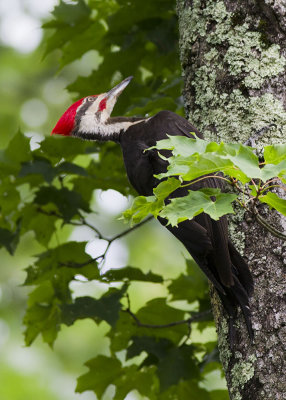 Pileated Woodpecker