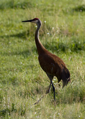 Sandhill Crane