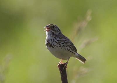 Savannah Sparrow