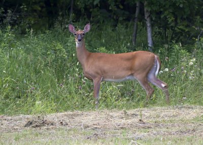 White-tailed Deer