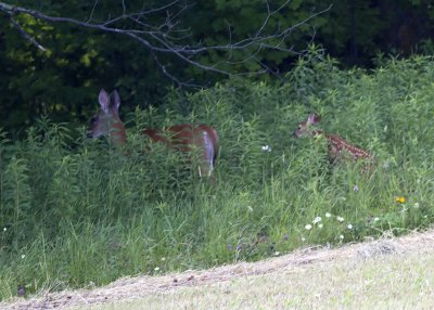 White-tailed Deer