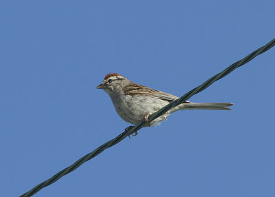 Chipping Sparrow