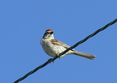 Chipping Sparrow