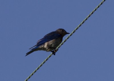 Eastern Bluebird