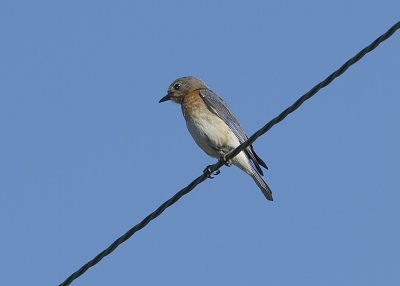 Eastern Bluebird