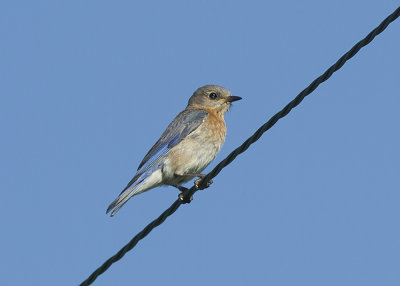 Eastern Bluebird