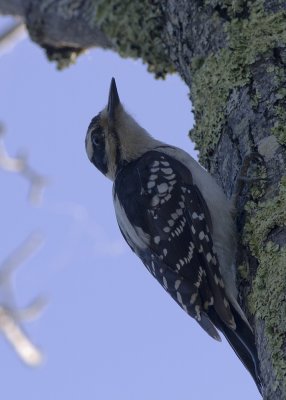 hairy-woodpecker02.jpg
