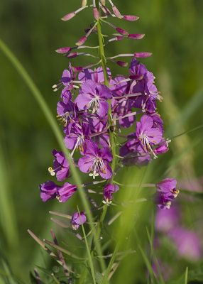 Wild Flowers around Cloquet, Minnesota