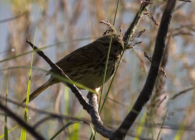 swamp-sparrow01.jpg