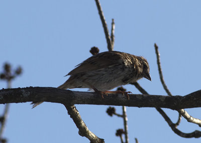 swamp-sparrow02.jpg