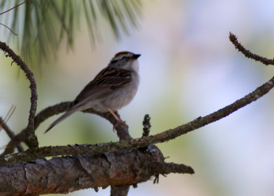 White-throated Sparrow