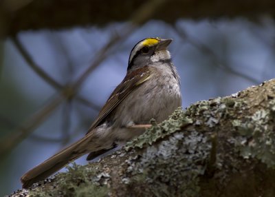 White-throated Sparrow