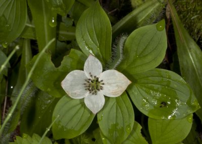 Buchberry (Cornus canadensis)