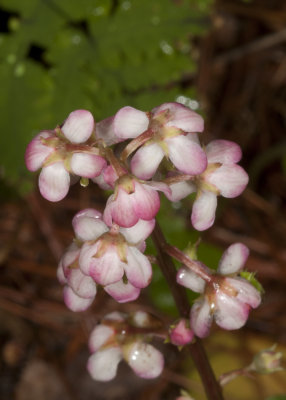 Pink Pyrola (Pyrola asarifolia)