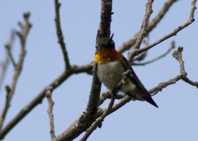 Ruby-throated Hummingbird