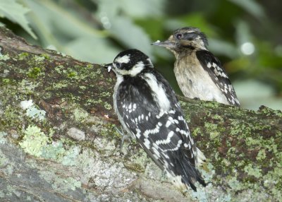 Downy Woodpecker