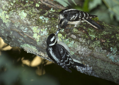 Downy Woodpecker