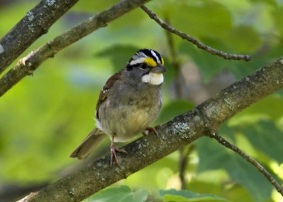 White-throated Sparrows