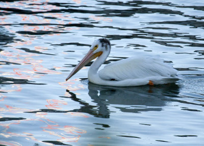 White Pelican