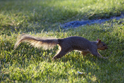 Idaho Squirrel