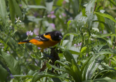 Baltimore Oriole