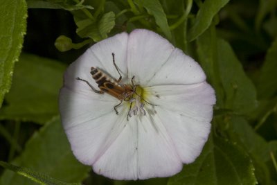 Field Bindweed (Convolulus arvensis)