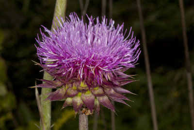 Field Thistle (Cirsium discolor)