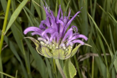 Wild Bergamot (Monarda fistulosa)