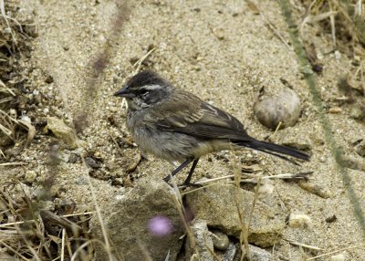 Black-throated Sparrow