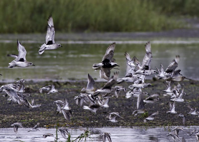 black-bellied-plover02.jpg