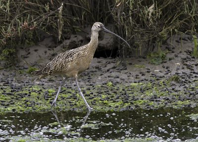 Long-billed Curlew