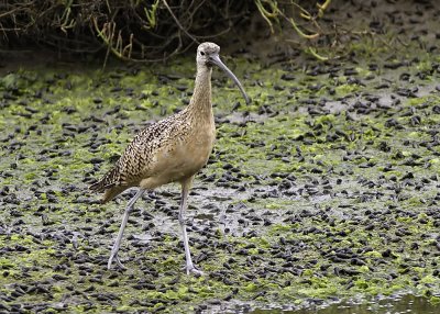 Long-billed Curlew