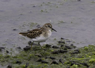 Least Sandpiper