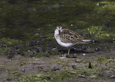 Least Sandpiper