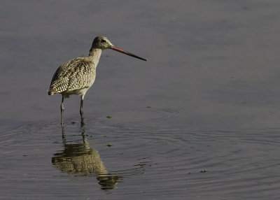 Marbled Godwit