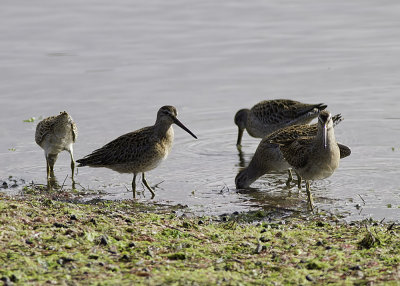 Short-billed Dowitcher