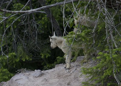 Mountain Goat (Oreamnos americanus)