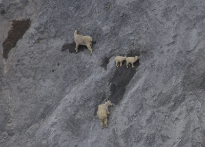 Mountain Goat (Oreamnos americanus)